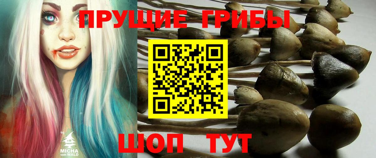 Псилоцибиновые грибы Cubensis Анжеро-Судженск